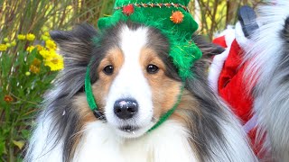 크리스마스 케이크 먹방 🎄☃️ (이벤트있어요!)