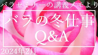 バラセミナーの講義メモより【冬のバラ仕事についてQ\u0026A】2024年2月