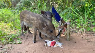 Creative Unique Wild Pig Trap Using  Big knife And wood New Technique That Work 100% #wildanimals