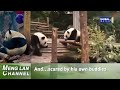 panda meng lan tried to escape again after failed “prison break” attempt