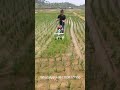 Portable hand held rice field weeding machine/weeder WhatsApp:+8613838377956