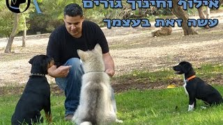 איך לאלף גור - סרטוני הדרכה בחינם              Puppy training