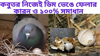 কবুতরের ডিম  ভেঙ্গে ফেলার কারন ও এর ১০০% সমাধান #Pigeon egg broken problem #pigeon