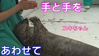 手と手を合わせて合掌するワモンアザラシのユキちゃん。【海遊館】- Ringed seal