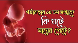 গর্ভাবস্থার ১৪ তম সপ্তাহ । 14 Weeks Pregnant । Pregnancy Week by Week Bangla । Gorvoboti Mayer Tips