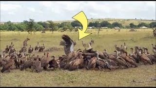 Hyenas vs Vultures