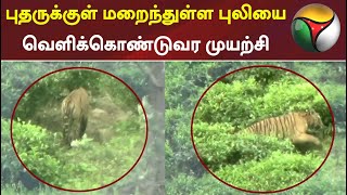 புதருக்குள் மறைந்துள்ள புலியை வெளிக்கொண்டுவர முயற்சி