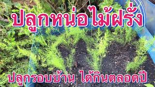 ปลูกหน่อไม้ฝรั่ง รอบบ้าน เกษตรพอเพียง Ep,141@Family-ep2cb