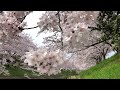 桜🌸佐保川登り🌸2024🌸