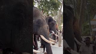 हांथी मेरा साथी#elephant#forest #shorts#shortvideo#youtubeshorts#trending#love#music#dance#song#pm