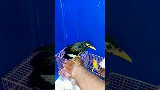 നമ്മുടെ മൈന വിളിച്ചാൽ വരും #pet#mynah #updates #shortsvideo