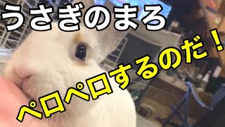 うさぎのまろ「ぺろぺろが止まらない」BESSの家