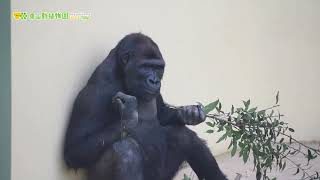 【東山動植物園公式】のんびりキヨマサ《 ニシゴリラ　ゴリラ 》