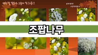 가장 많이 팔린 조팝나무 추천 Top10!