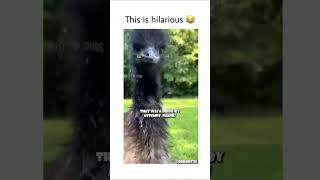 Emu gunshot \