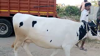 25+milking cows loaded to Hyderabad 7975104488