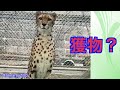 私は猛獣？家猫？【猫のような猛獣チーター第123章】ブランカ＆コハク