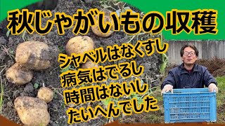 【秋じゃがいもの収穫】幼稚園のお迎えに間に合うか？急いで掘りました