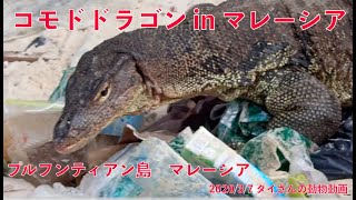 【 #1 タイさんの動物動画 】コモドドラゴン in マレーシア ,Tai's Journey