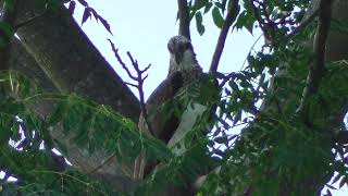 H0162　大分川　ミサゴ　Oita River　Osprey