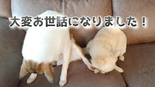 【大晦日】お辞儀が出来る愛犬