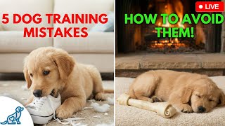 5 COMMON Training Mistakes New Dog Owners Make