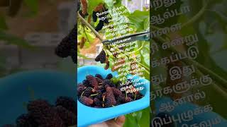 மல்பெரி பற்றிய சுவாரஸ்யமான உண்மைகள்#trending #agriculture #mulberryfruit