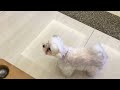 【狗叫】馬爾濟斯小可愛對誰汪汪叫 what s my dog saying （hello