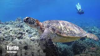 Diving in Okinawa with Aloha Divers Okinawa - Mergulho em Okinawa