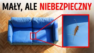 Jeśli Twoja kanapa szczypie, jesteś w niebezpieczeństwie