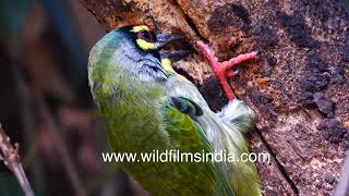 Coppersmith Barbet digs a small hole in a tree trunk