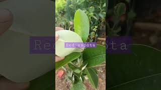 EXOTIC FRUITS RED SAPOTA /SLIVER SAPOTA #rose #online #kps #red #all