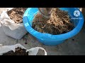 कनेर को दूसरे गमले में कैसे लगाएं how to plant kaner plant in another pot flowers gardening