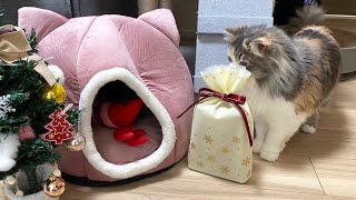 ハチワレ子猫にクリスマスプレゼントを渡したら喜んでくれました^^