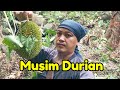 Panen durian