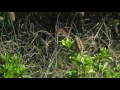 ホオアカ chestnut eared bunting 2015 11 1