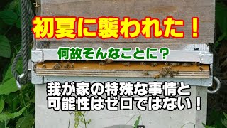 ミツバチ飼育 78 西洋ミツバチからの回避