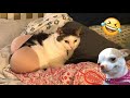 Try Not To Laugh Cats And Dogs Videos 😁 - Best Funniest Animals Video 2024 #6