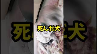 死んだ犬…