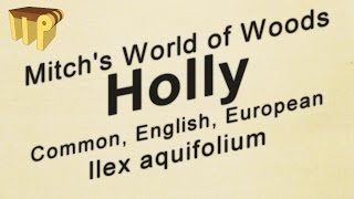 English Holly (ilex aquifolium) - Mitch's World of Woods