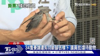 34隻賽鴿遭剪羽斷腳丟橋下 議員批:虐待動物｜TVBS新聞 @TVBSNEWS01