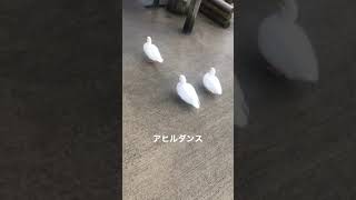 【激かわ】アヒルダンス