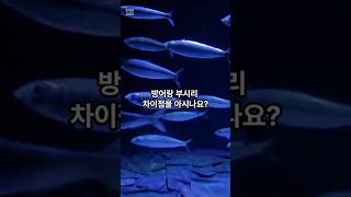 방어인줄 알고 먹었는데.. #방어 #부시리 #제철 #겨울