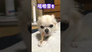 チワワの餌を狙うポメラニアン。チワワが激怒。A Pomeranian goes after a Chihuahua's food. Chihuahua is furious. #shorts