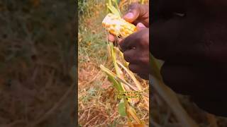 🌽🌽💯சோளம் அறுவடை  #A farmer's effort 💯 #nature  #Tamil short video