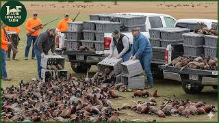 Pheasant Hunting: U.S. Farmers Release Millions of Pheasants for Hunters | Farming Documentary