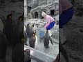 【北海道 旭山動物園】ペンギンのもぐもぐタイム！