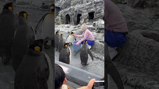 【北海道 旭山動物園】ペンギンのもぐもぐタイム！