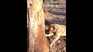 BUDDY THE WOOD-CHUCKING DOG