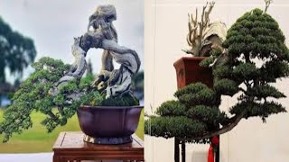 50 Inspirasi Gaya Bonsai CASCADE Terbaik